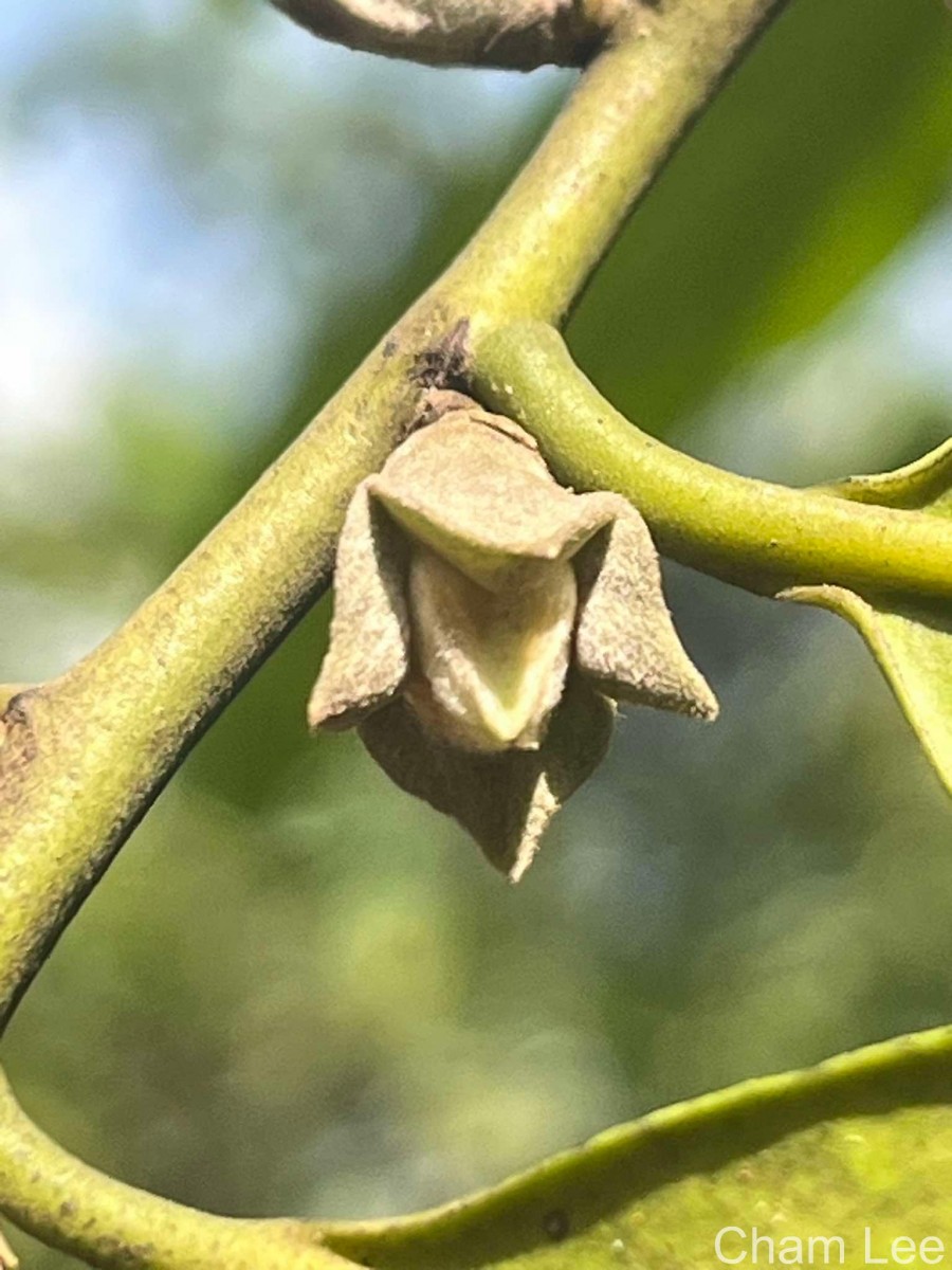 Diospyros walkeri (Wight) Gürke